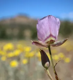 greene's mariposa lily thumbnail 1