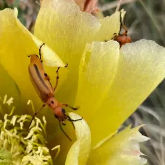 Winecup Pyrota thumbnail 3