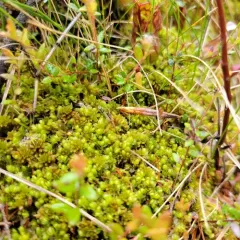 Anomalous Flapwort thumbnail 1