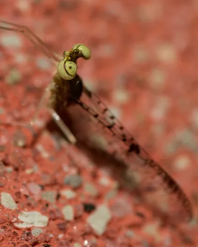 Jewett's Flat-headed Mayfly