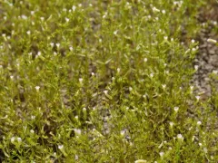 Quarterman's Hedge-hyssop thumbnail 2