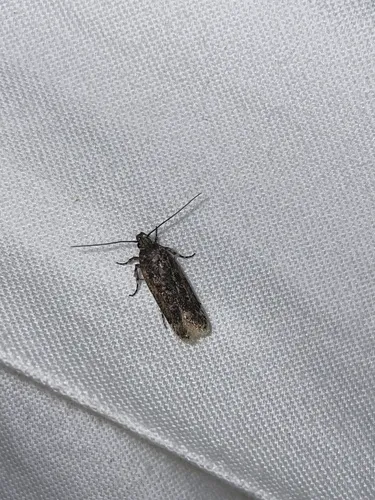 Filatima serotinella