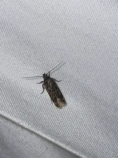 Filatima serotinella thumbnail 1