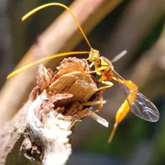 Grotea californica thumbnail 1