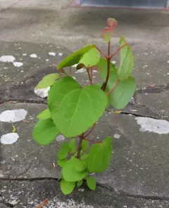 katsura tree thumbnail 2