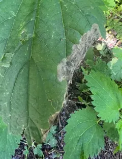 Agromyza pseudoreptans thumbnail 2