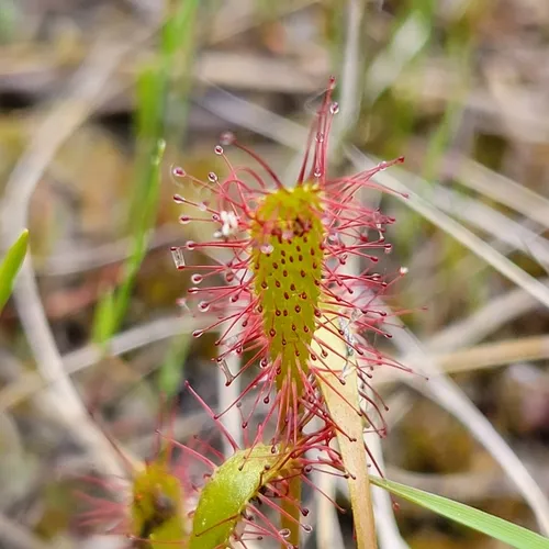 Great Sundew