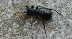 Variegated Ant-mimic Sac Spider thumbnail 4