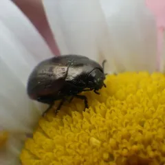 Chrysolina marginata thumbnail 2