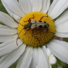 Evodinus monticola thumbnail 2