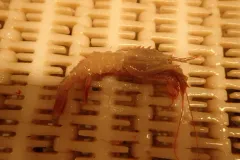 Sabinea hystrix thumbnail 2