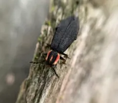 Pilose Checkered Beetle thumbnail 3