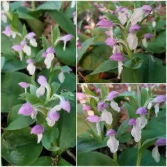 showy orchis thumbnail 2