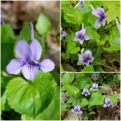 Long-spurred violet thumbnail 3