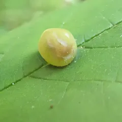 ash bullet gall midge thumbnail 4