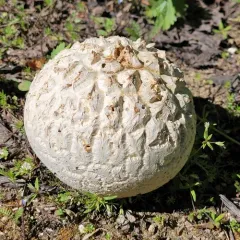 Sculptured Puffball thumbnail 1