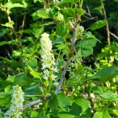 Northern Black Currant thumbnail 4