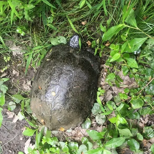 Wood Turtle
