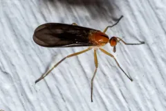 Rhamphomyia glabra thumbnail 1