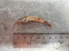 Norwegian Shrimp thumbnail 1