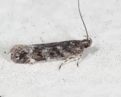 Glauce pectenalaeella thumbnail 2