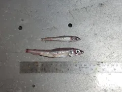 Atlantic Argentine thumbnail 2