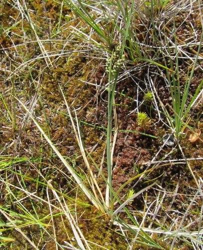 Elk Sedge
