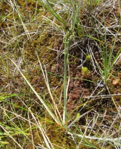 Elk Sedge thumbnail 1