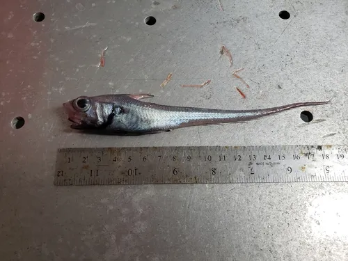 Marlin-spike