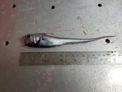Marlin-spike thumbnail 1