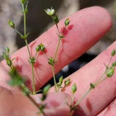 Thyme-leaved Sandwort thumbnail 2