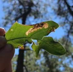 Eriocraniella platyptera thumbnail 2
