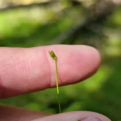 bristle-stalked sedge thumbnail 2