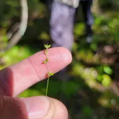 two-seeded sedge thumbnail 2