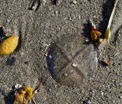 Whitecross Jelly thumbnail 4