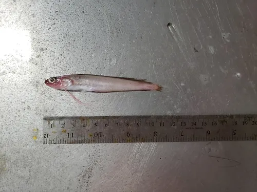 Longfin Hake