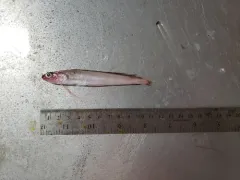 Longfin Hake thumbnail 1