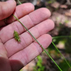 chestnut sedge thumbnail 2