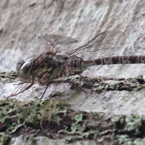 Mottled Darner