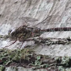 Mottled Darner thumbnail 1