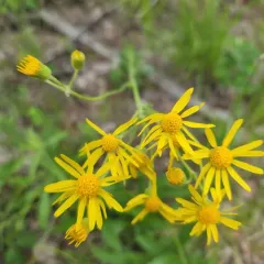 Prairie Groundsel thumbnail 1