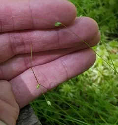 Billings' sedge thumbnail 4