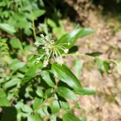 inland ceanothus thumbnail 2