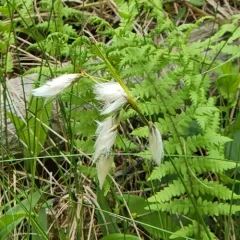 green-keeled cottongrass thumbnail 4