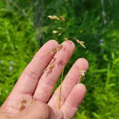 northern sweetgrass thumbnail 3
