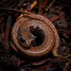 California Slender Salamander thumbnail 3