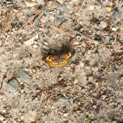 Silvery Checkerspot thumbnail 2