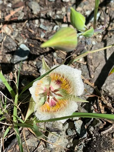 Cox's mariposa lily