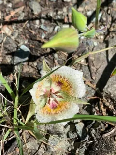 Cox's mariposa lily thumbnail 1