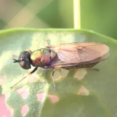 Broad Centurion Fly thumbnail 1